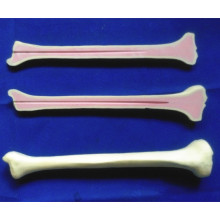 Human Tibia Anatomy Skeleton Model for Medical Teaching (R010111)